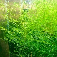 メダカの水草2種セット☘準絶滅危惧種イチョウウキゴケ☘️大量100株❗️❗️の画像