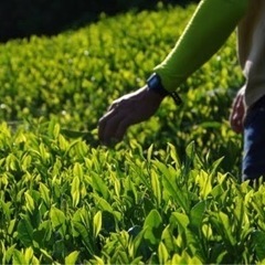【お茶農業】時給1100円＋交通費1000円✨1日働くと9800...