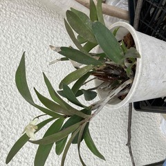 長生蘭　せっこく　あげます(ピンク)
