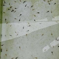 【稚ウーパールーパー　何匹でも④】の画像