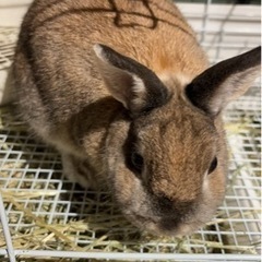 里親募集　うさぎ　ネザーランドドワーフ　メス　2歳