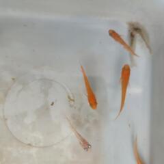 メダカ　楊貴妃ほか④の画像