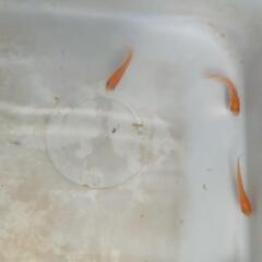 メダカ　楊貴妃ほか④の画像