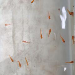 メダカ　楊貴妃ほか④の画像