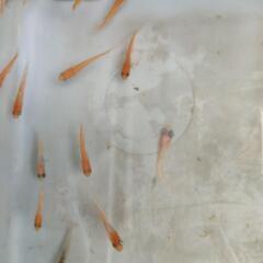 メダカ　楊貴妃ほか④の画像