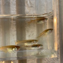 【めだか】クロメダカ(ブリード個体) 10匹