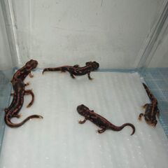 オキナワシリケンイモリ幼体5匹（上陸済み、人工飼料OK、送料別）...