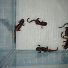 オキナワシリケンイモリ幼体5匹（上陸済み、人工飼料OK、送料別）#202404の画像