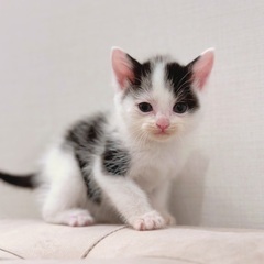 可愛い柄のしろくろちゃん💕 - 福岡市