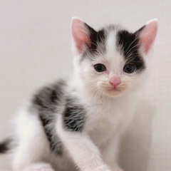 可愛い柄のしろくろちゃん💕