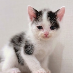 可愛い柄のしろくろちゃん💕 − 福岡県