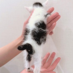 可愛い柄のしろくろちゃん💕 - 猫