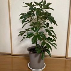②カポック