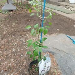 ★★クレマチスの苗（アラーナ）つる性宿根花草　耐寒性花草　生育旺...