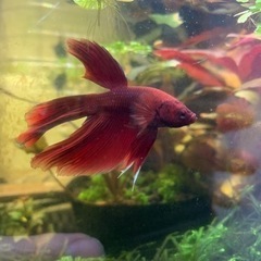 ベタ　熱帯魚　水草　