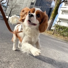 キャバリア・キング・チャールズ・スパニエル - 犬