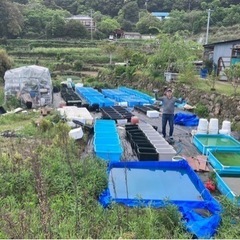 【翠珂メダカ】めだか屋