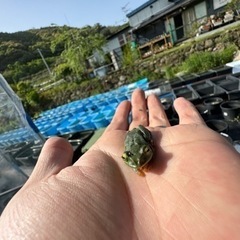 【翠珂メダカ】めだか屋 - ペット