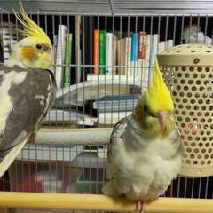 オカメインコのオスメスのペア、里親募集