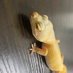 ヒョウモントカゲモドキ　レオパ