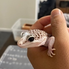 ヒョウモントカゲモドキ
