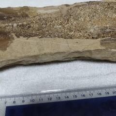 サケ？化石の画像