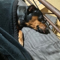 犬の情報提供をお願いします。