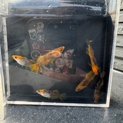 飛燕【メダカ】