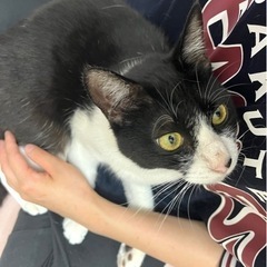 【里親決定】犬みたいな猫　女の子　1歳ほど　【猫エイズ陽性】