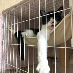 【里親決定】犬みたいな猫　女の子　1歳ほど　【猫エイズ陽性】 - 仙台市
