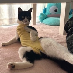 【里親決定】犬みたいな猫　女の子　1歳ほど　【猫エイズ陽性】 - 里親募集