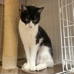 【里親決定】犬みたいな猫　女の子　1歳ほど　【猫エイズ陽性】 - 猫