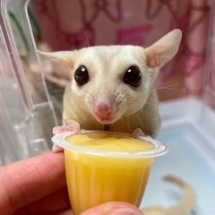 フクロモモンガ♡ペア販売♡クリミノ♡ノーマルヘテロクリミノ