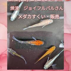 5/5(日)ジョイフルパルさんにて　メダカすくい・販売をします🐟...