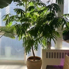 決まりました】観葉植物 大型 エバーフレッシュ 160cm 鉢付き