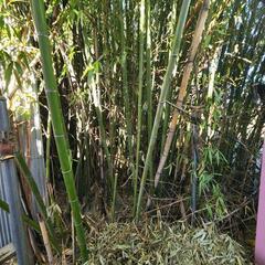 竹欲しい方
