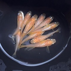 1匹300円❗️メダカ❗️プラチナ牡丹（銀メタ牡丹）の画像