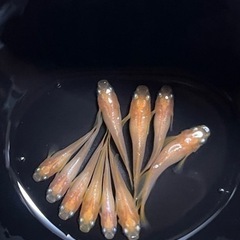 1匹300円❗️メダカ❗️プラチナ牡丹（銀メタ牡丹）の画像