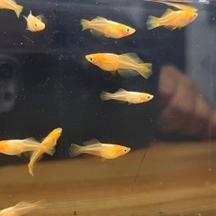 1匹300円❗️メダカ❗️プラチナ牡丹（銀メタ牡丹）の画像