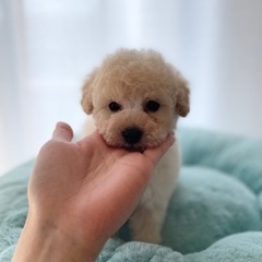 ホワイトトイプードル♡仔犬♡男の子♡長男