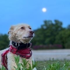 急遽募集 名前エル｢男の子 中型犬｣ 人懐っこい子です 可愛がってくださる里親さん探しております。 - 赤磐市