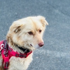 急遽募集 名前エル｢男の子 中型犬｣ 人懐っこい子です 可愛がってくださる里親さん探しております。 - 犬