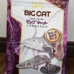 キョーリン　ひかりクレスト　ビッグキャット　５７０ｇ