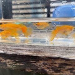 楊貴妃鰭長メダカの画像