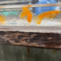 楊貴妃鰭長メダカの画像