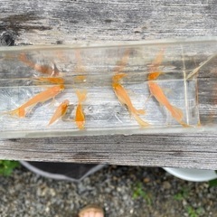 楊貴妃鰭長メダカの画像