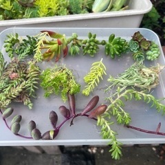 セダム　多肉植物