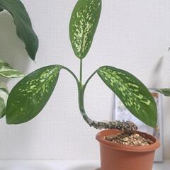 🌿ディフェンバキア🌿①