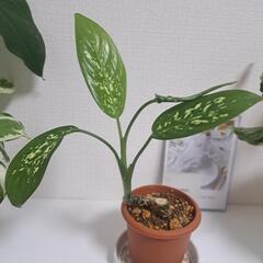 🌿ディフェンバキア🌿②
