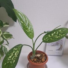 🌿ディフェンバキア🌿②の画像